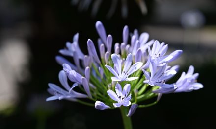 „Semințe de pace și speranță” – Ziua Mondială de Rugăciune pentru Creație